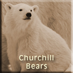 Churchill Bears