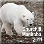 Churchill Manitoba 2011