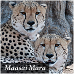 Maasai Mara - Wildlife