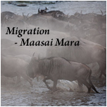 Maasai Mara - Migration