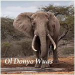 Ol Donyo Wuas - Wildlife